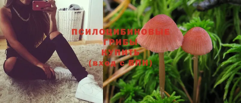 Галлюциногенные грибы Psilocybe  хочу   Тюкалинск 